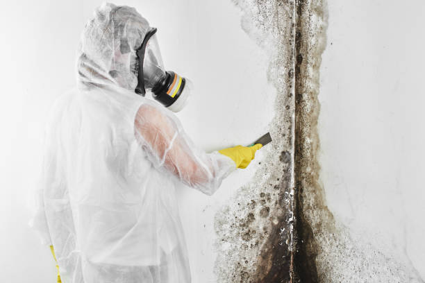 Mold Documentation for Insurance Claims in Hernando Beach, FL